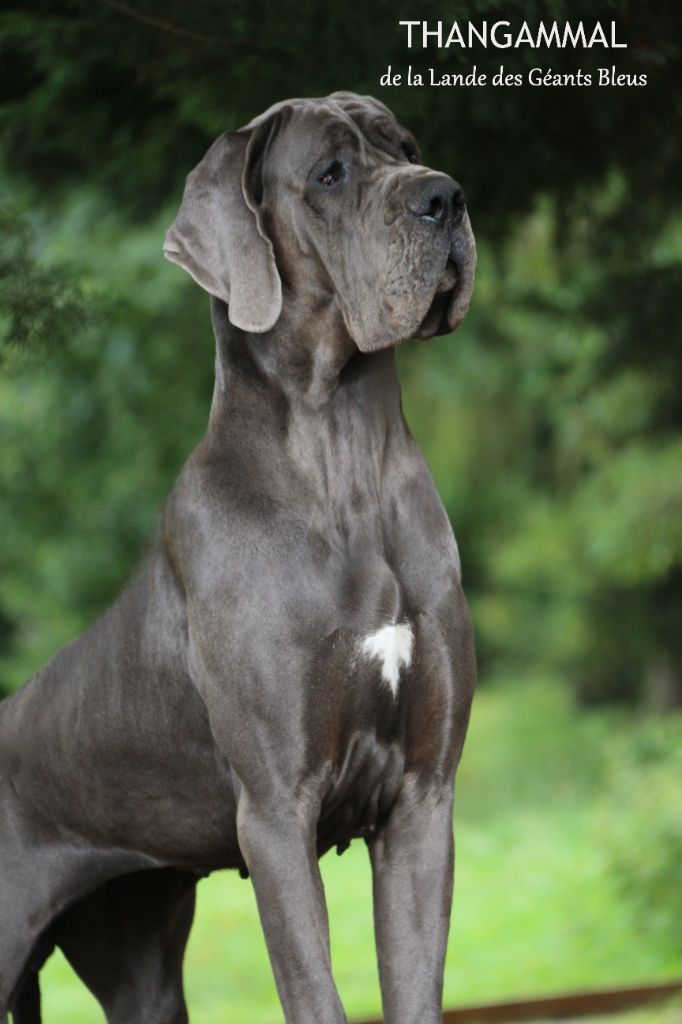 Les Dogue allemand de l'affixe de la Lande des Géants Bleus