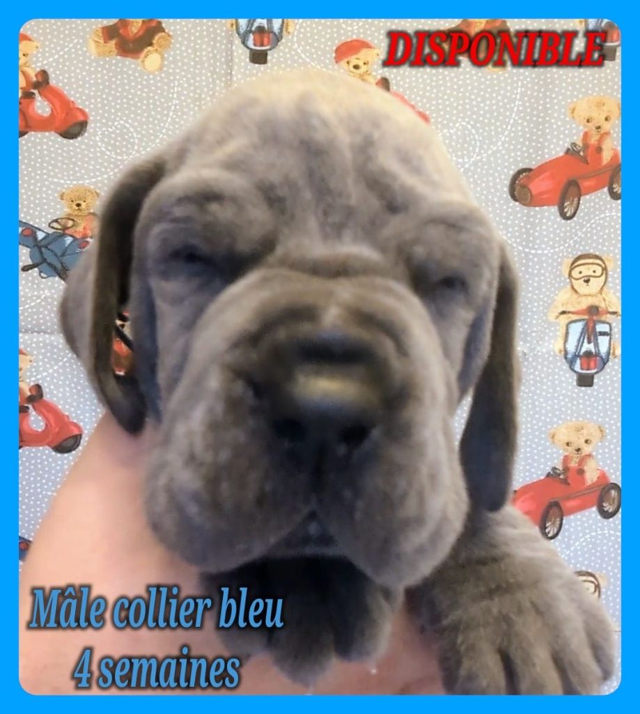 de la Lande des Géants Bleus - Chiot disponible  - Dogue allemand