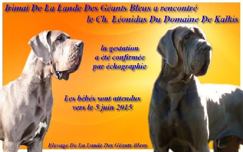 de la Lande des Géants Bleus - Dogue allemand - Portée née le 07/06/2015