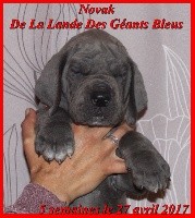 de la Lande des Géants Bleus - Dogue allemand - Portée née le 23/03/2017