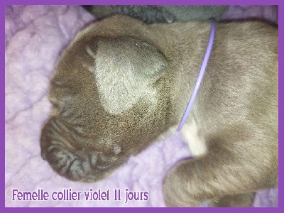 Femelle collier violet