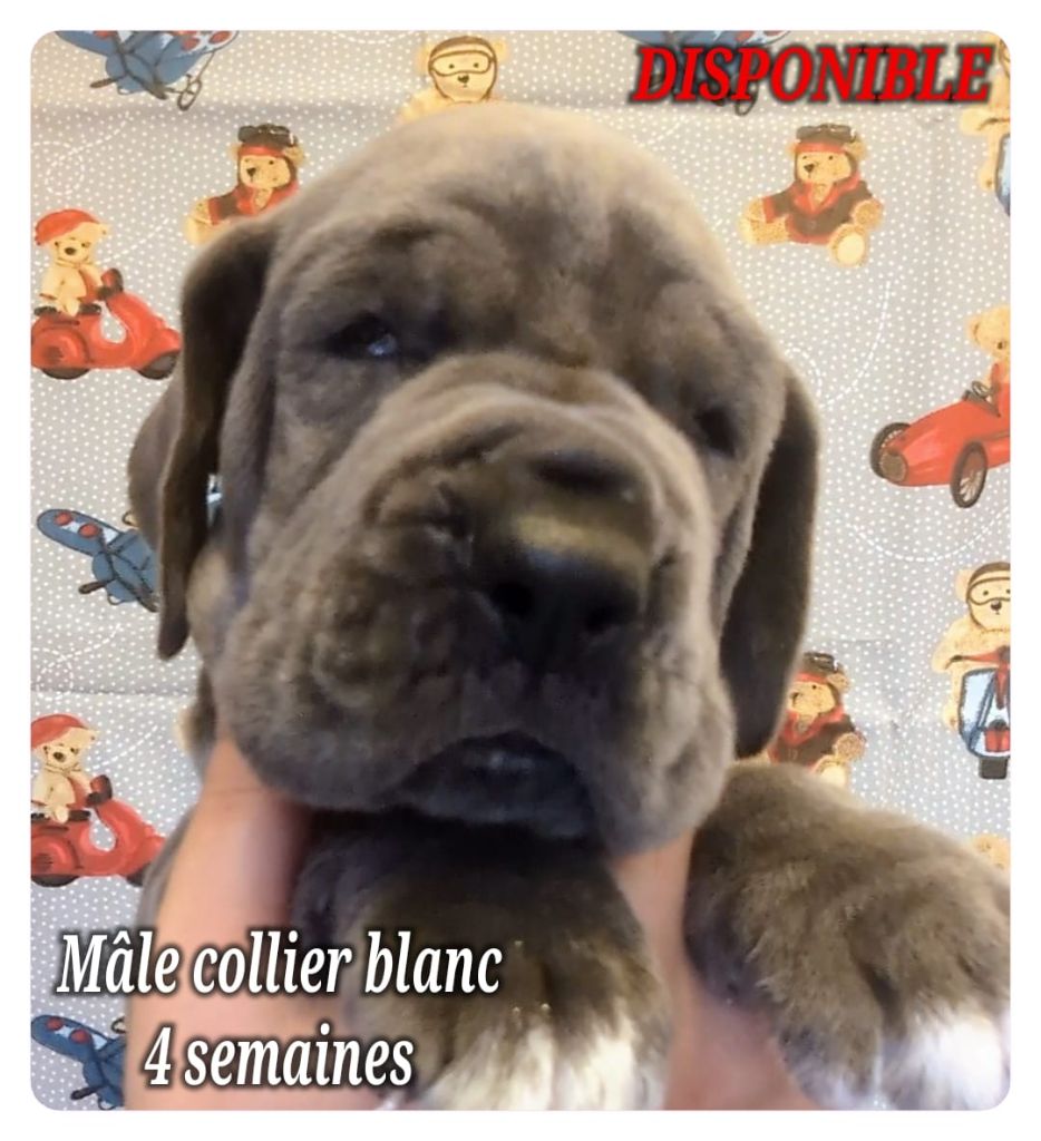 de la Lande des Géants Bleus - Chiot disponible  - Dogue allemand