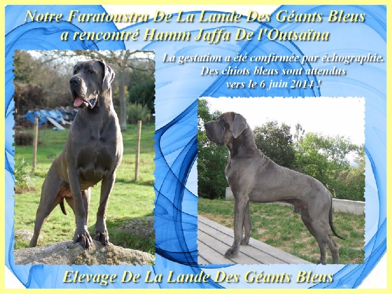 de la Lande des Géants Bleus - Dogue allemand - Portée née le 03/06/2014