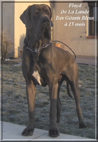 CH. Floyd de la Lande des Géants Bleus