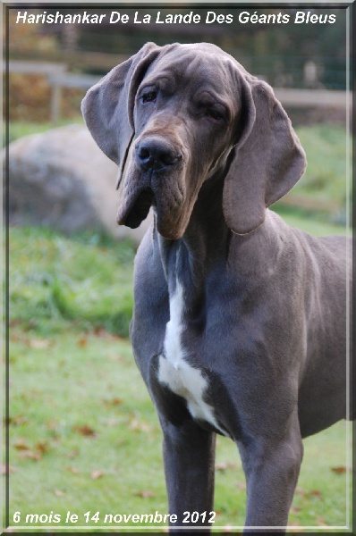 Harishankar de la Lande des Géants Bleus