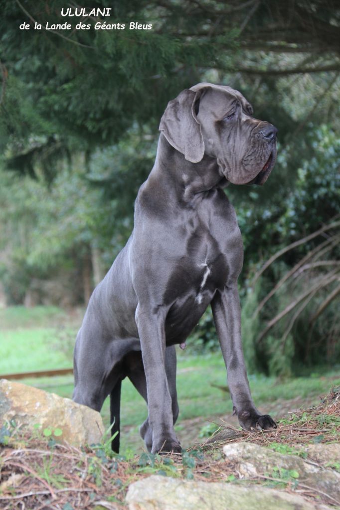 Ululani de la Lande des Géants Bleus