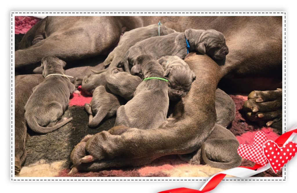 CHIOTS DOGUES ALLEMANDS BLEUS DISPONIBLES