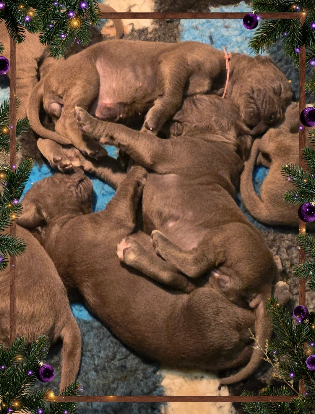 CHIOTS DOGUES ALLEMANDS BLEUS DISPONIBLES