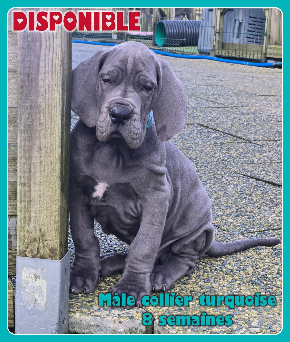 CHIOTS DOGUES ALLEMANDS BLEUS DISPONIBLES