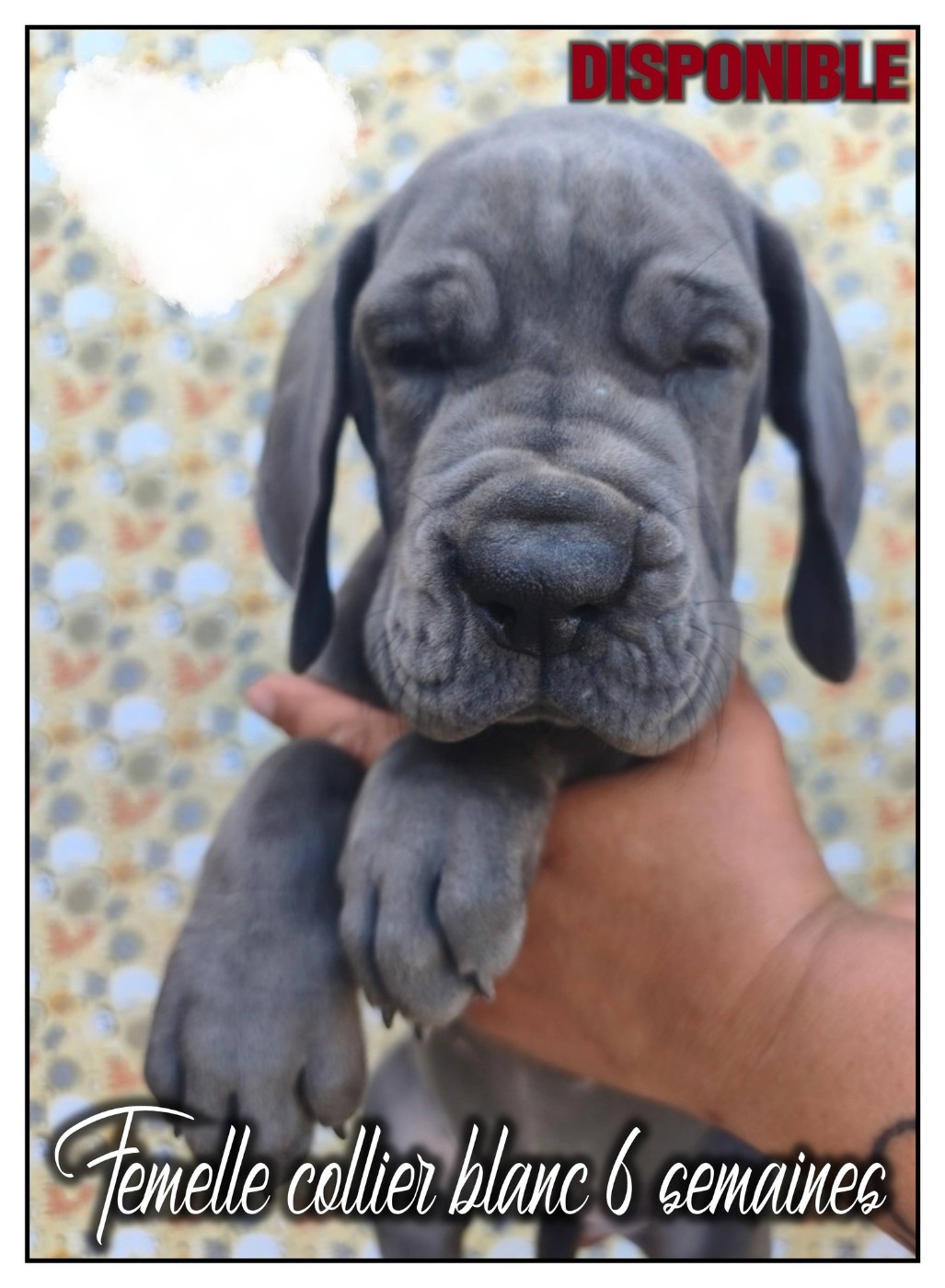 3 très jolies femelles bleues sont disponibles !