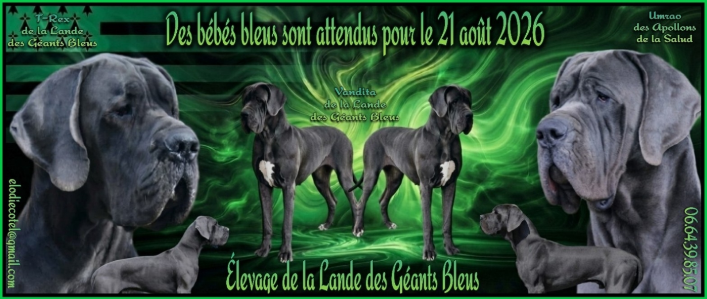 PROCHAINE NAISSANCE DE BEBES DOGUES BLEUS VERS LE 21 AOÛT 2026