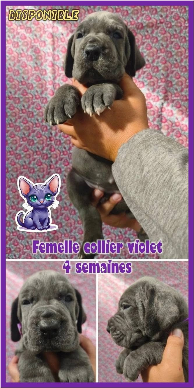 DES BEBES BLEUS MÂLES ET FEMELLES SONT DISPONIBLES A LA RÉSERVATION 😊