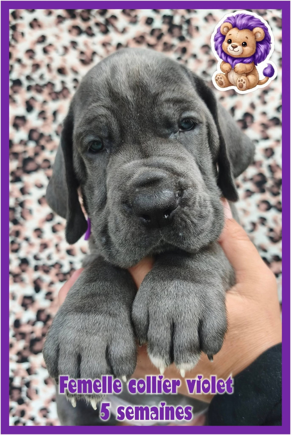 DES BEBES BLEUS MÂLES ET FEMELLES SONT DISPONIBLES A LA RÉSERVATION 😊