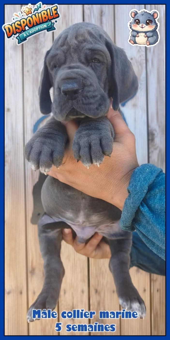 DES BEBES DOGUES ALLEMANDS BLEUS MÂLES ET FEMELLES SONT DISPONIBLES A LA RÉSERVATION 😊