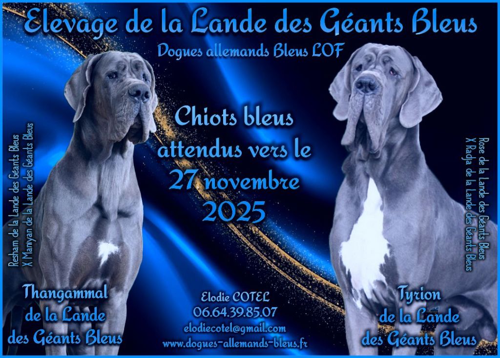 Des bébés dogues allemands bleus pour fin novembre !