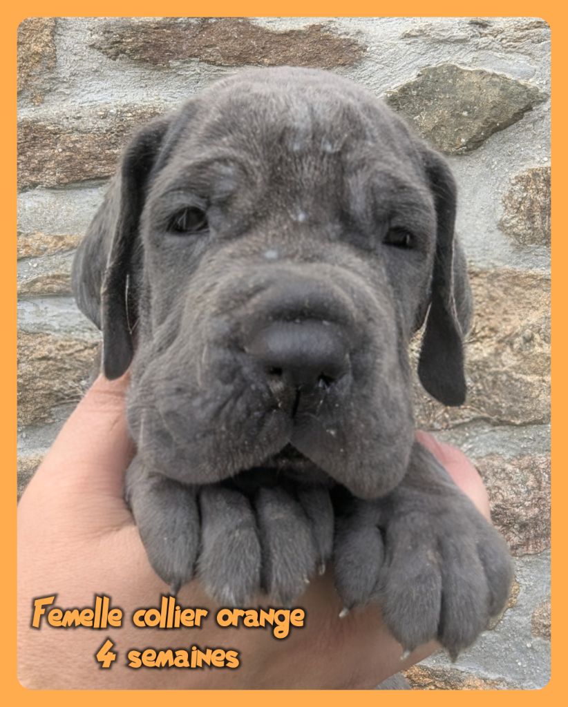 Chiots dogues allemands bleus disponibles