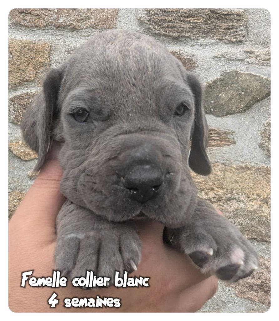 de la Lande des Géants Bleus - Chiots disponibles - Dogue allemand