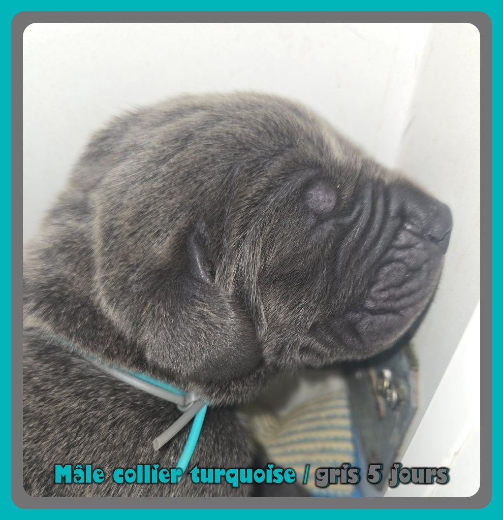 de la Lande des Géants Bleus - Chiots disponibles - Dogue allemand