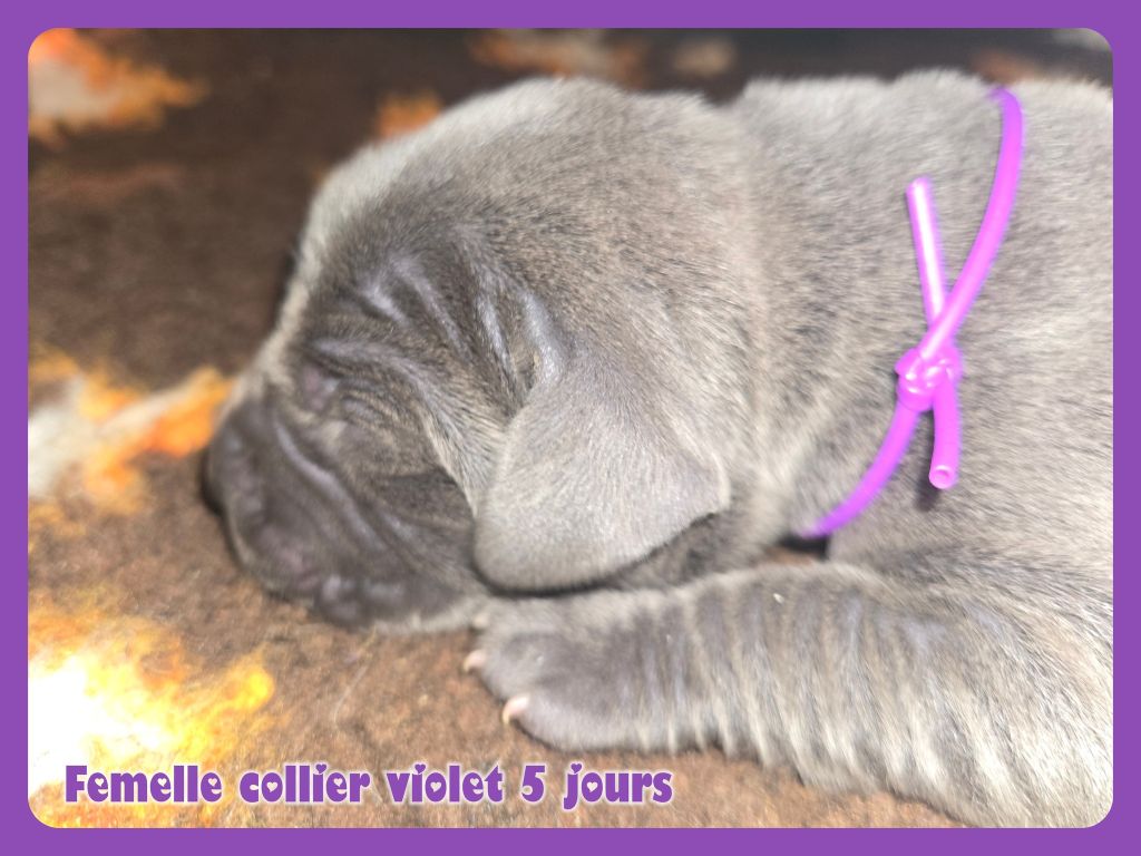 de la Lande des Géants Bleus - Chiots disponibles - Dogue allemand