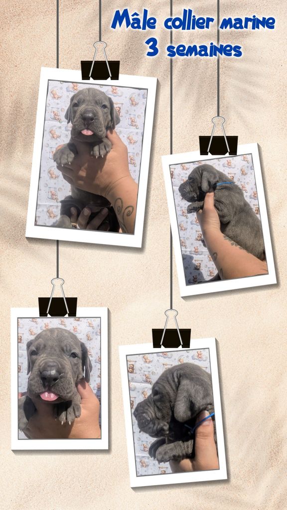 de la Lande des Géants Bleus - Chiots disponibles - Dogue allemand