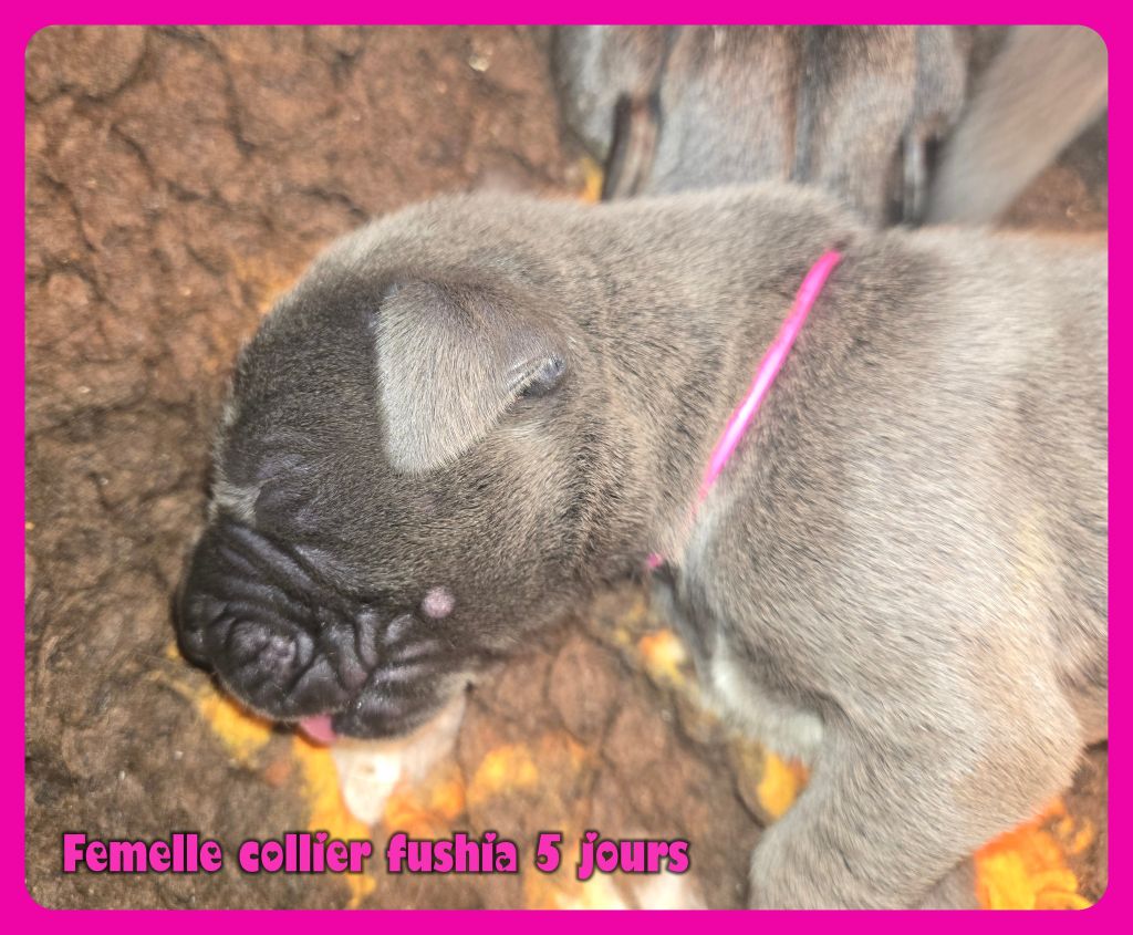 de la Lande des Géants Bleus - Chiots disponibles - Dogue allemand