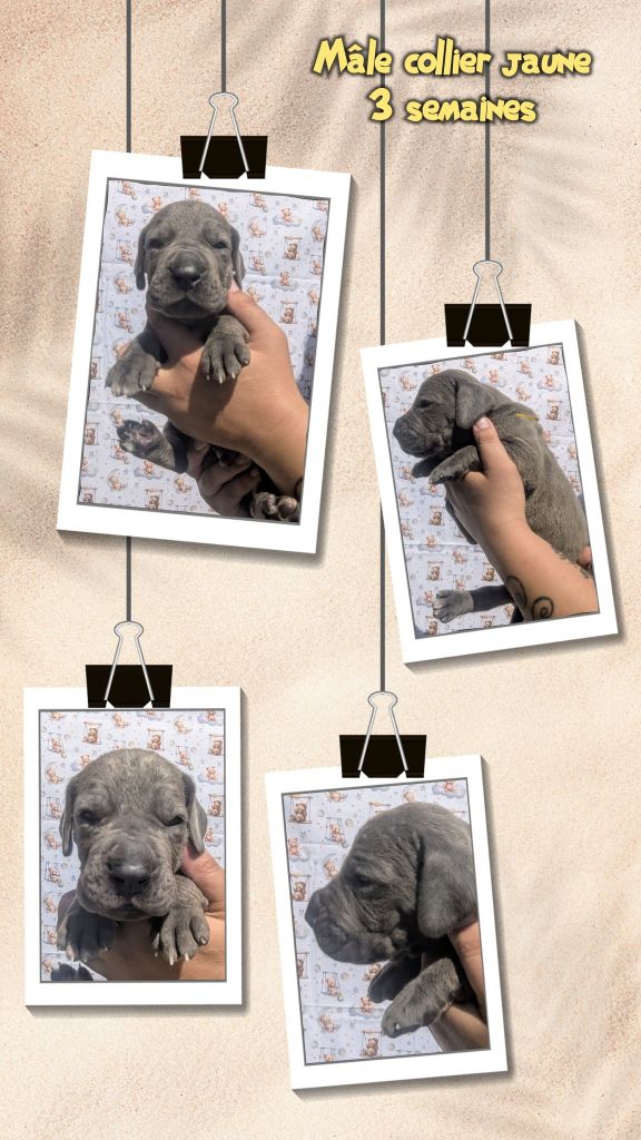 de la Lande des Géants Bleus - Chiots disponibles - Dogue allemand