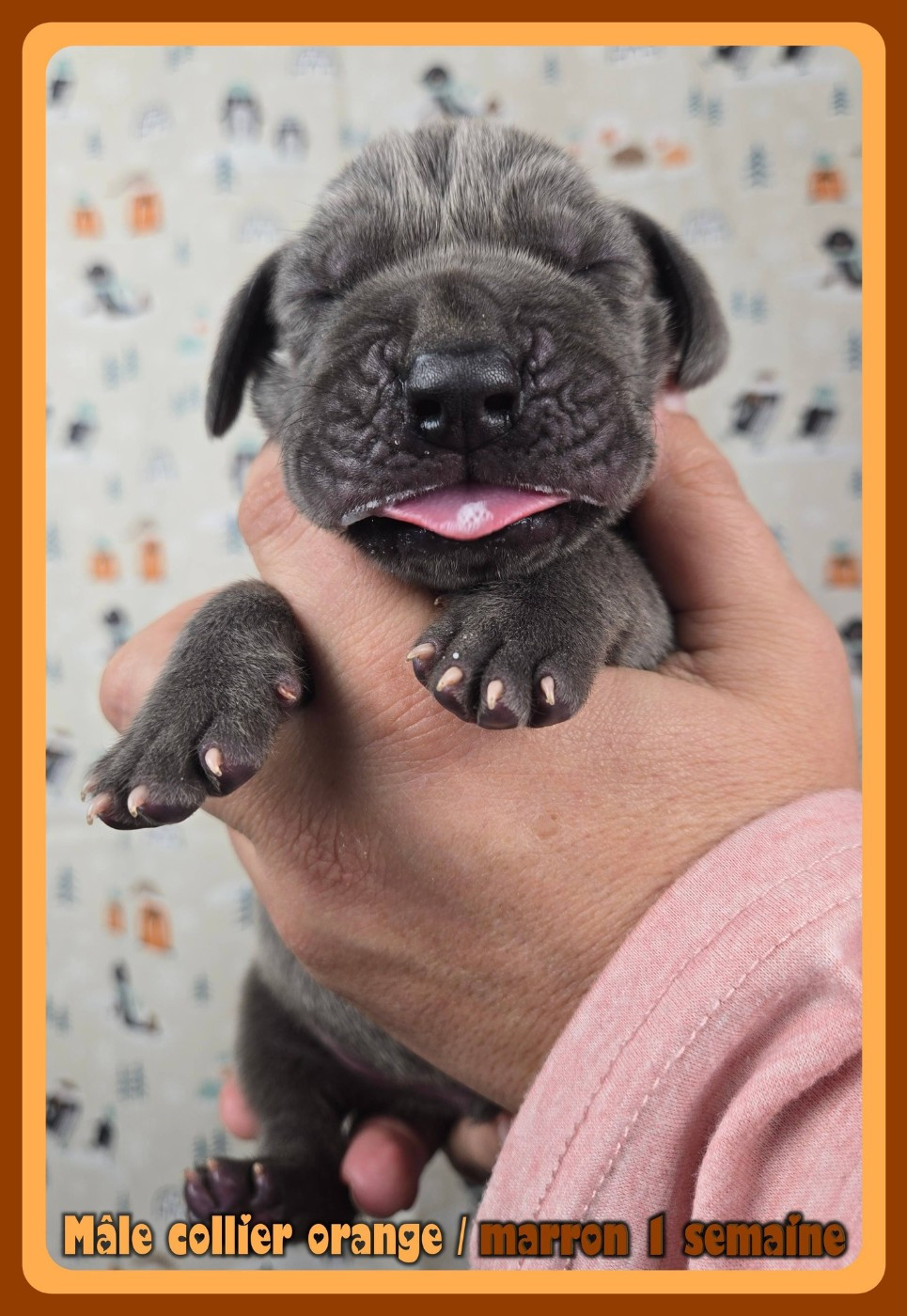 de la Lande des Géants Bleus - Chiots disponibles - Dogue allemand