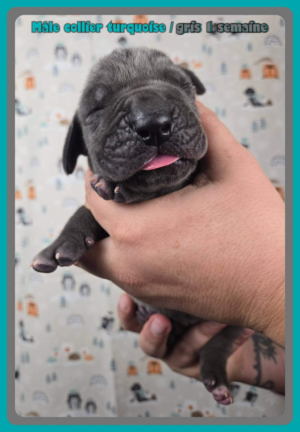 de la Lande des Géants Bleus - Chiots disponibles - Dogue allemand