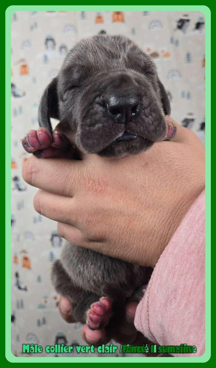 de la Lande des Géants Bleus - Chiots disponibles - Dogue allemand