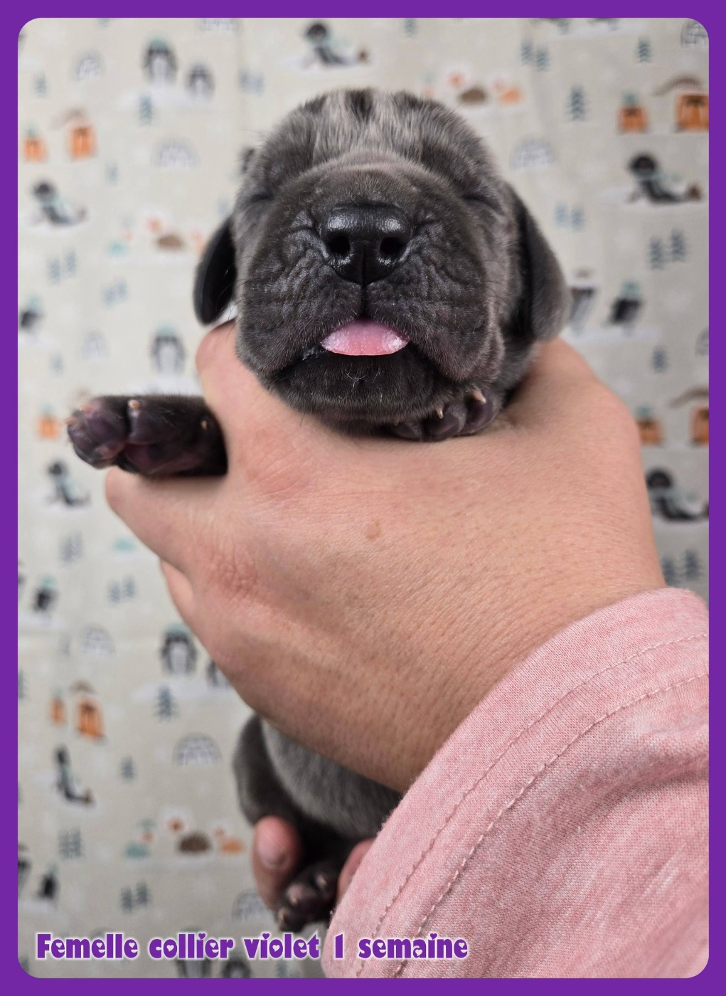 de la Lande des Géants Bleus - Chiots disponibles - Dogue allemand