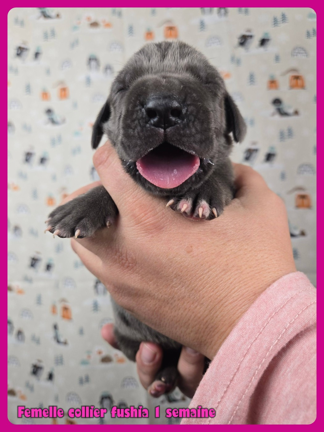 de la Lande des Géants Bleus - Chiots disponibles - Dogue allemand