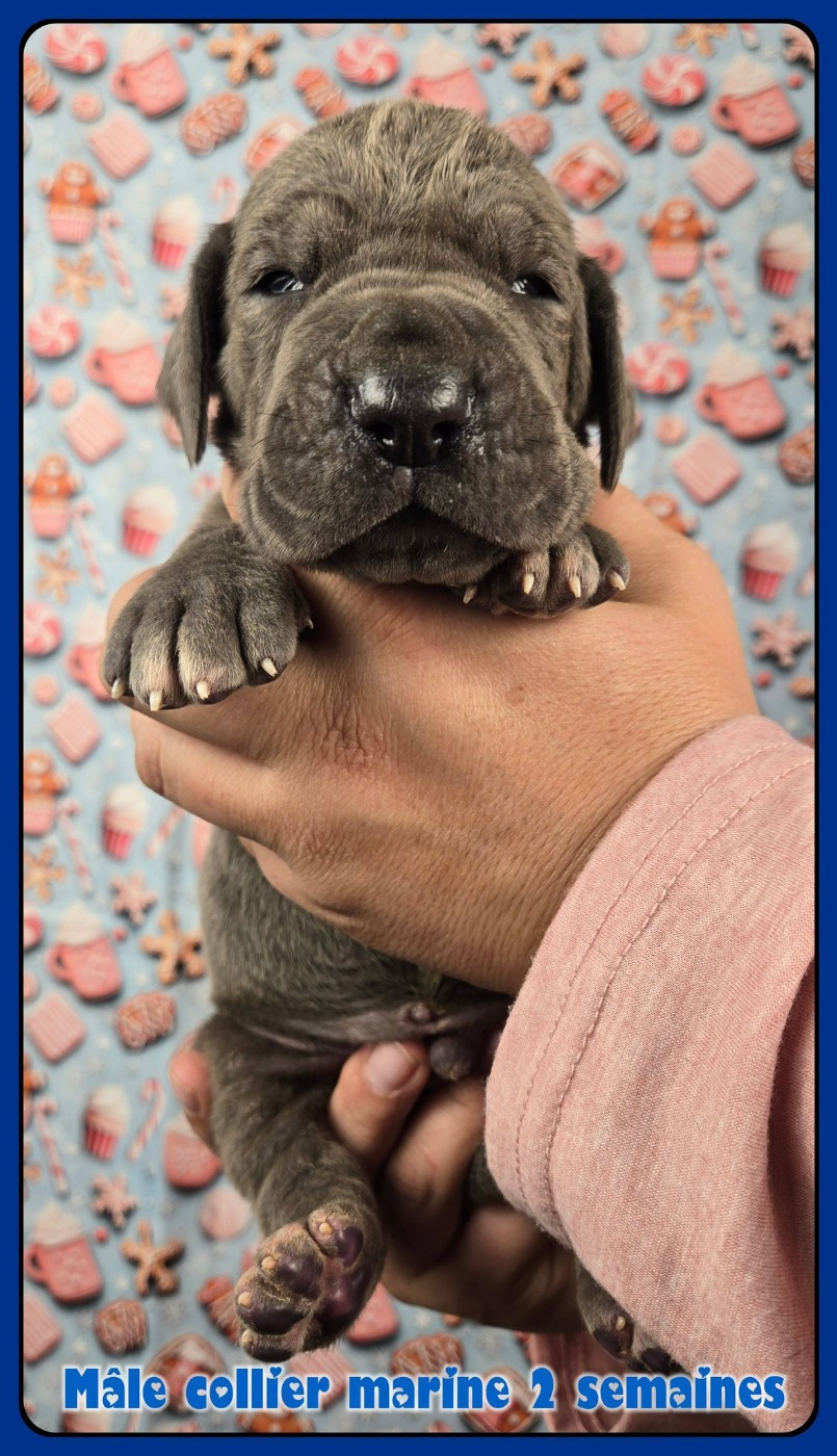 de la Lande des Géants Bleus - Chiots disponibles - Dogue allemand