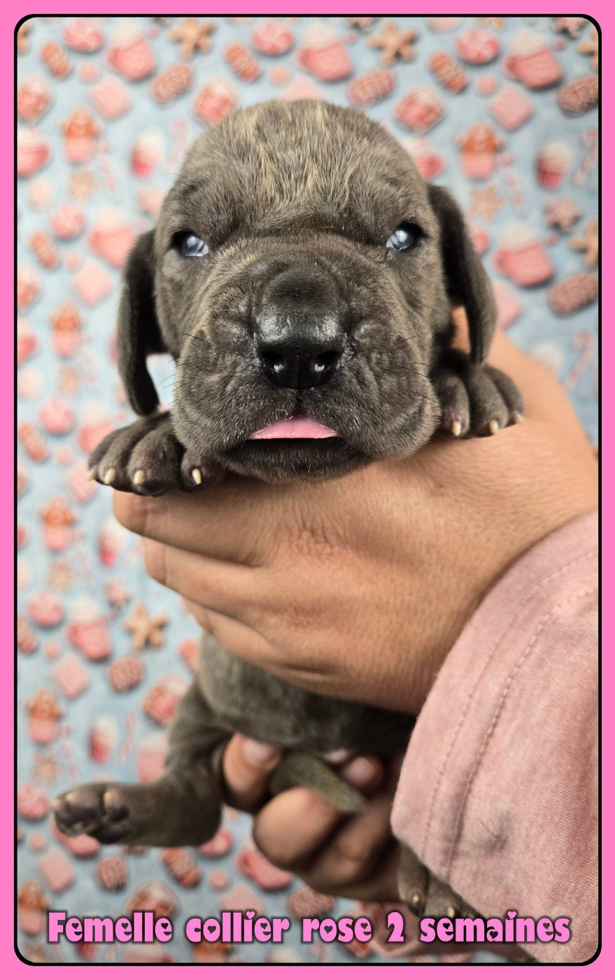 de la Lande des Géants Bleus - Chiots disponibles - Dogue allemand