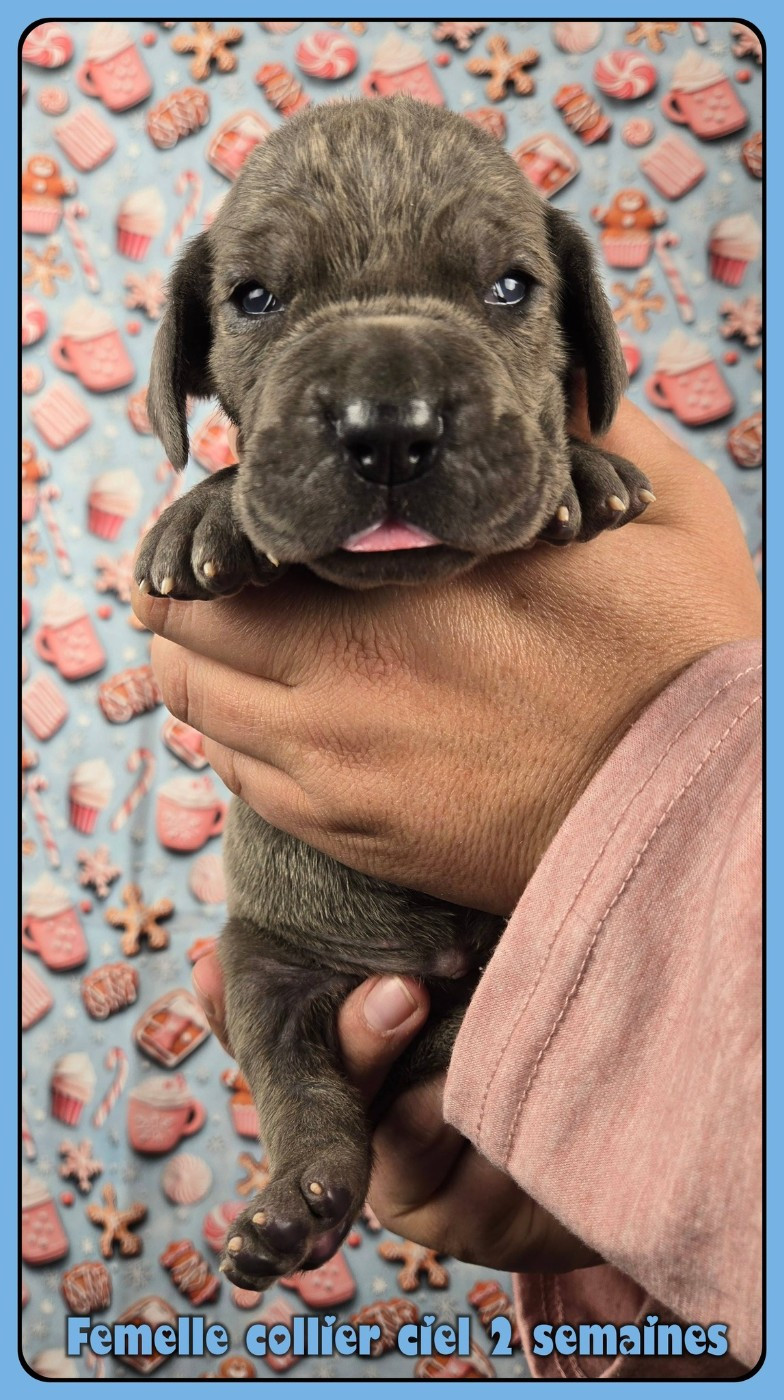 de la Lande des Géants Bleus - Chiots disponibles - Dogue allemand