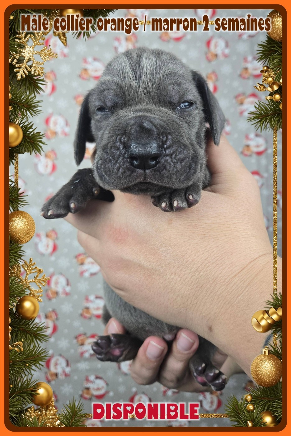 de la Lande des Géants Bleus - Chiots disponibles - Dogue allemand