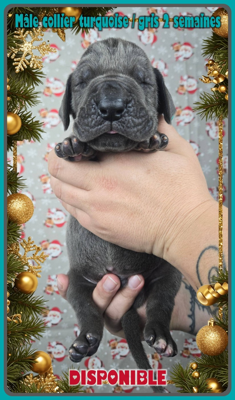 de la Lande des Géants Bleus - Chiots disponibles - Dogue allemand