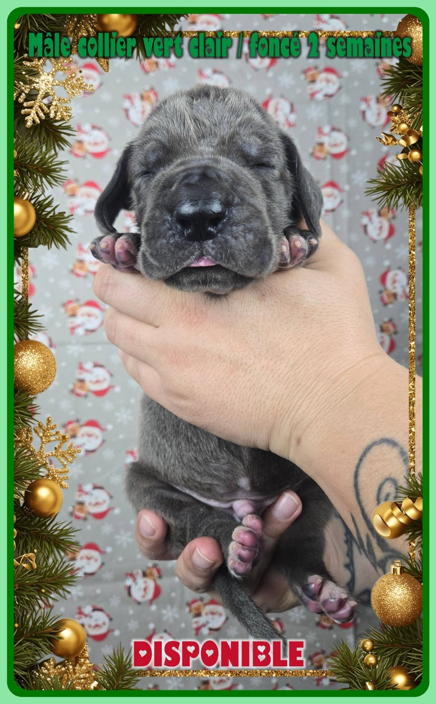 de la Lande des Géants Bleus - Chiots disponibles - Dogue allemand