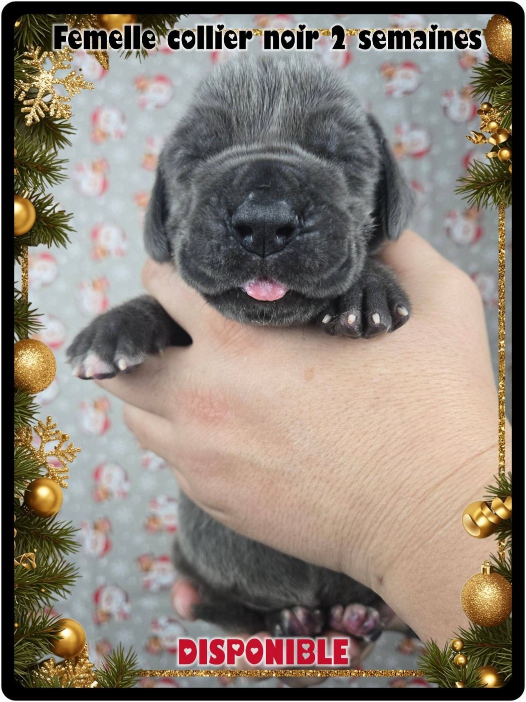 de la Lande des Géants Bleus - Chiots disponibles - Dogue allemand