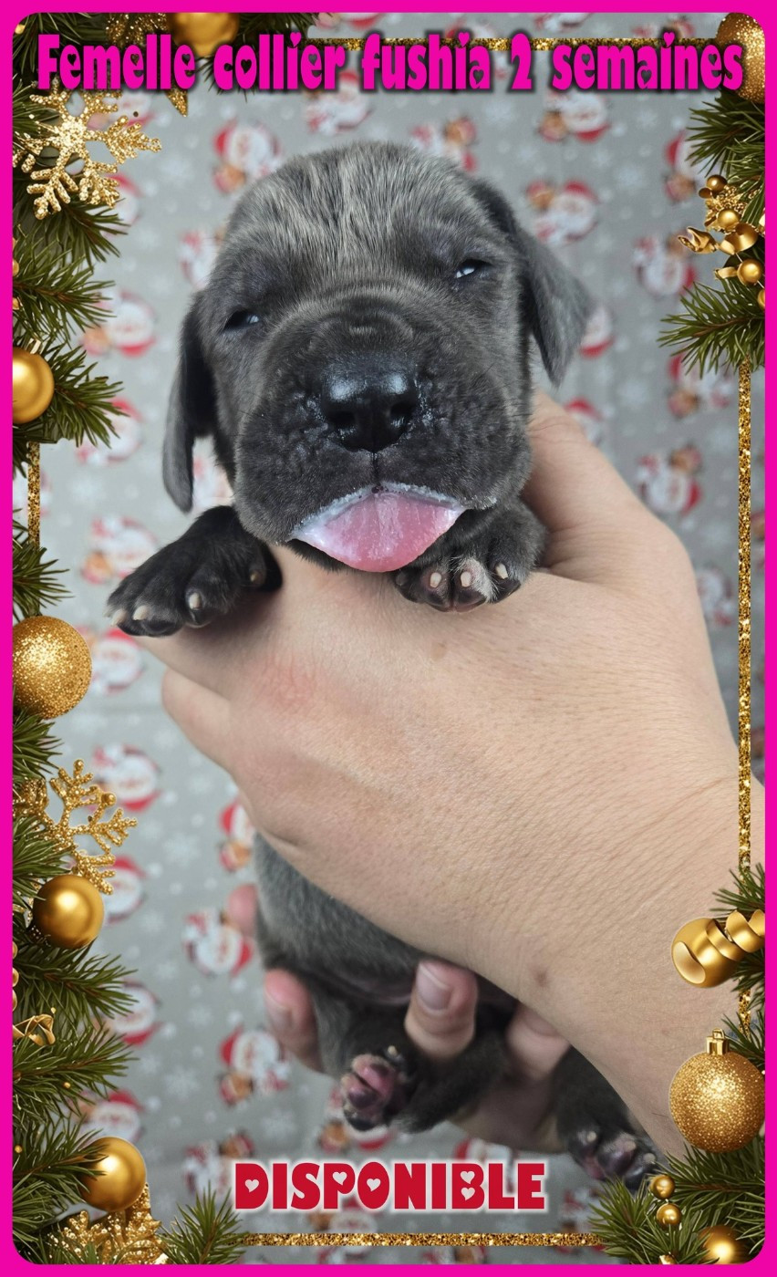 de la Lande des Géants Bleus - Chiots disponibles - Dogue allemand