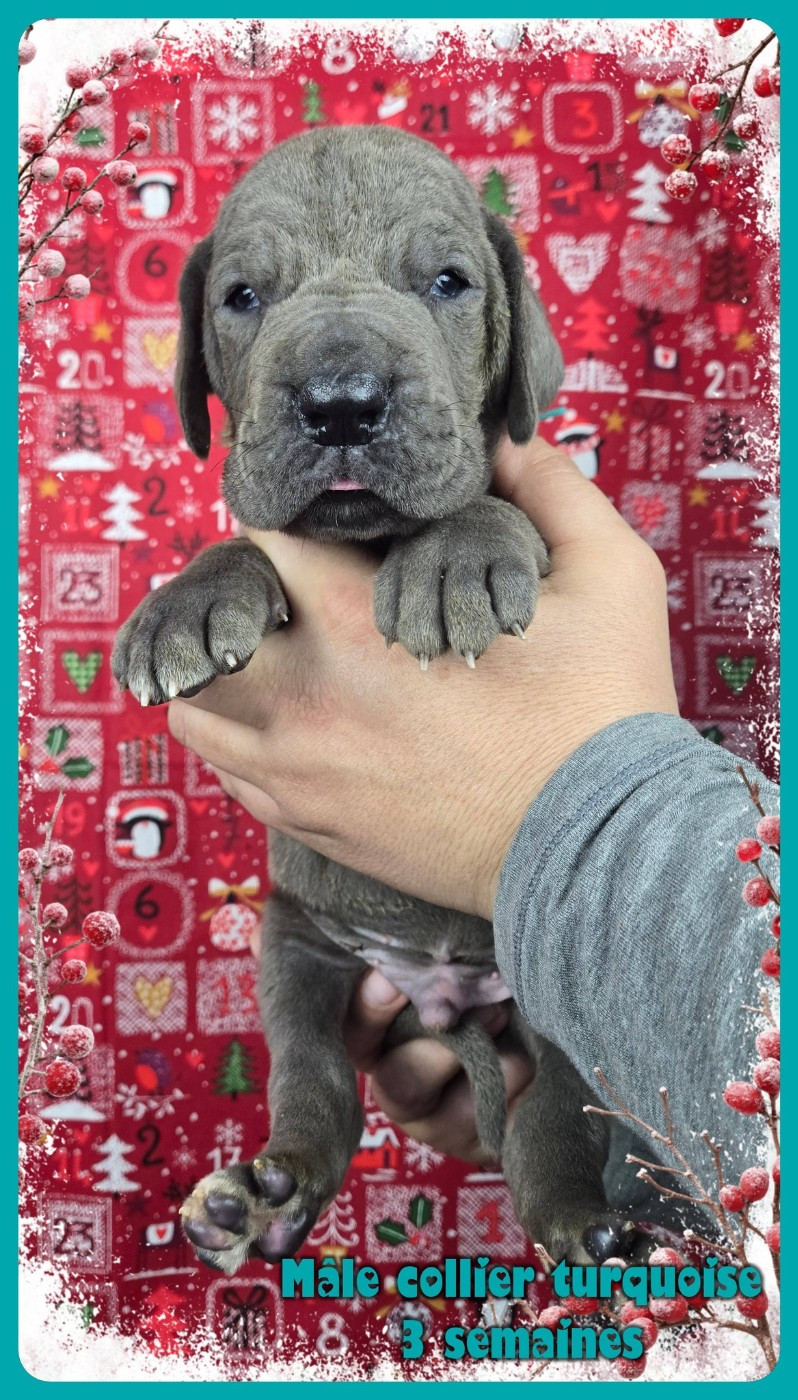 de la Lande des Géants Bleus - Chiots disponibles - Dogue allemand