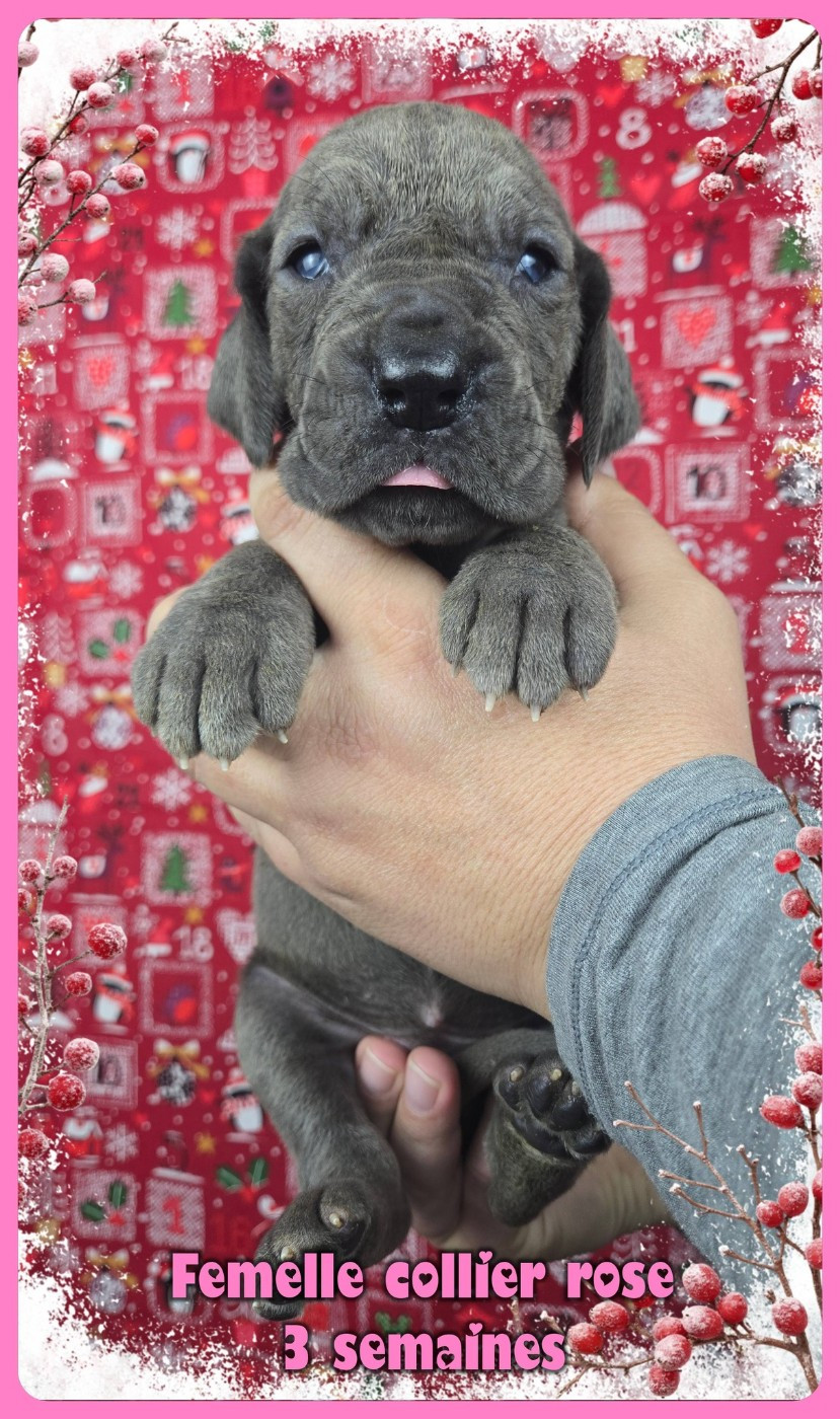 de la Lande des Géants Bleus - Chiots disponibles - Dogue allemand