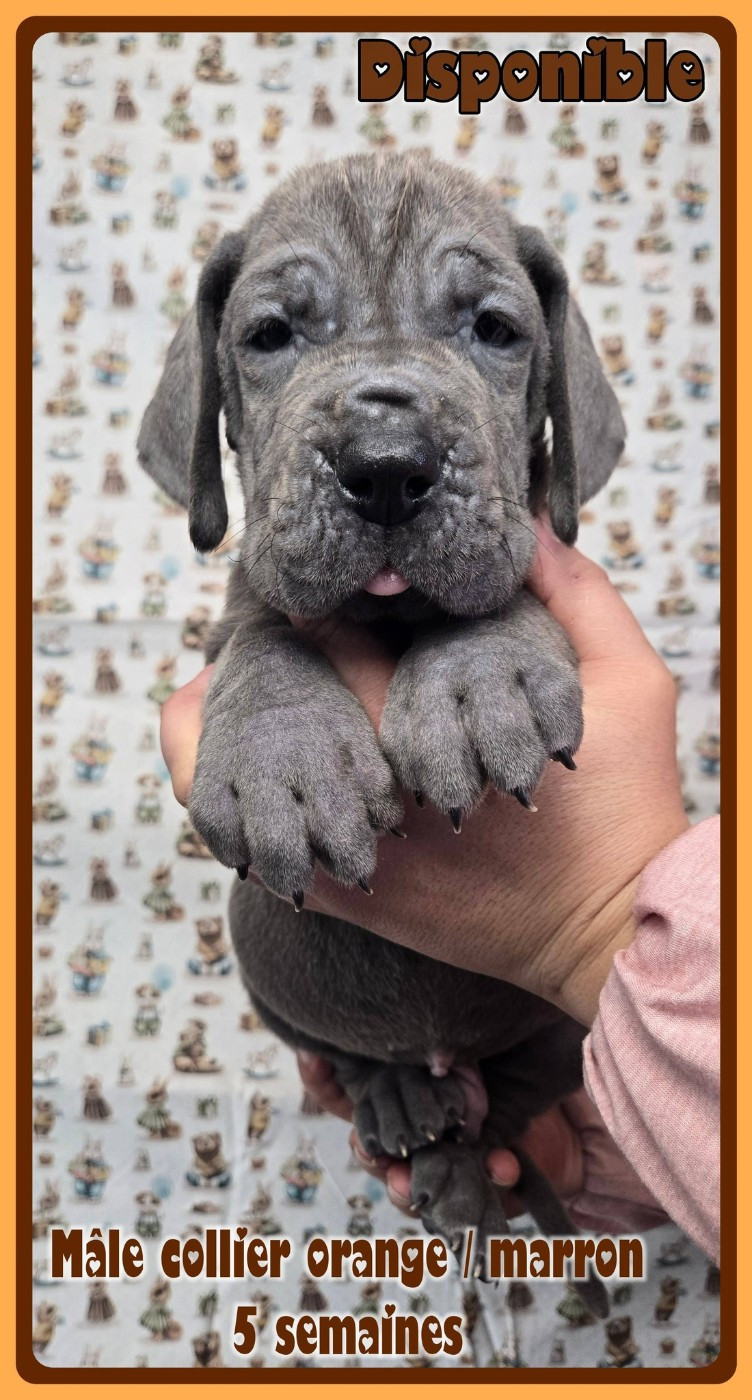 de la Lande des Géants Bleus - Chiots disponibles - Dogue allemand