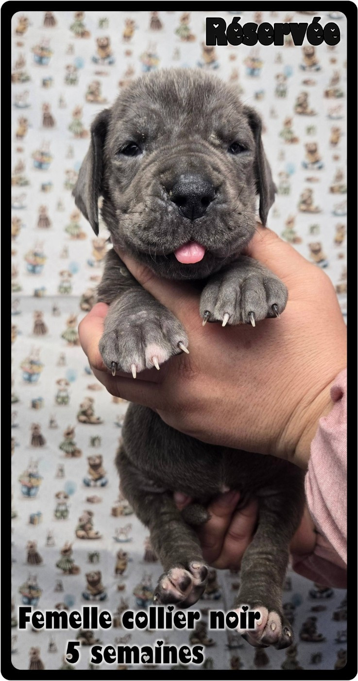 de la Lande des Géants Bleus - Chiots disponibles - Dogue allemand