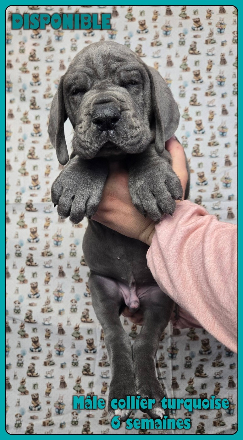 de la Lande des Géants Bleus - Chiots disponibles - Dogue allemand