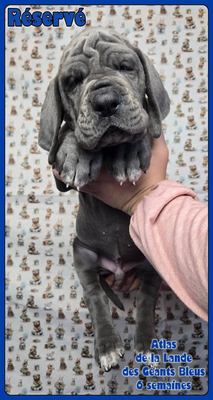 de la Lande des Géants Bleus - Dogue allemand - Portée née le 21/11/2025