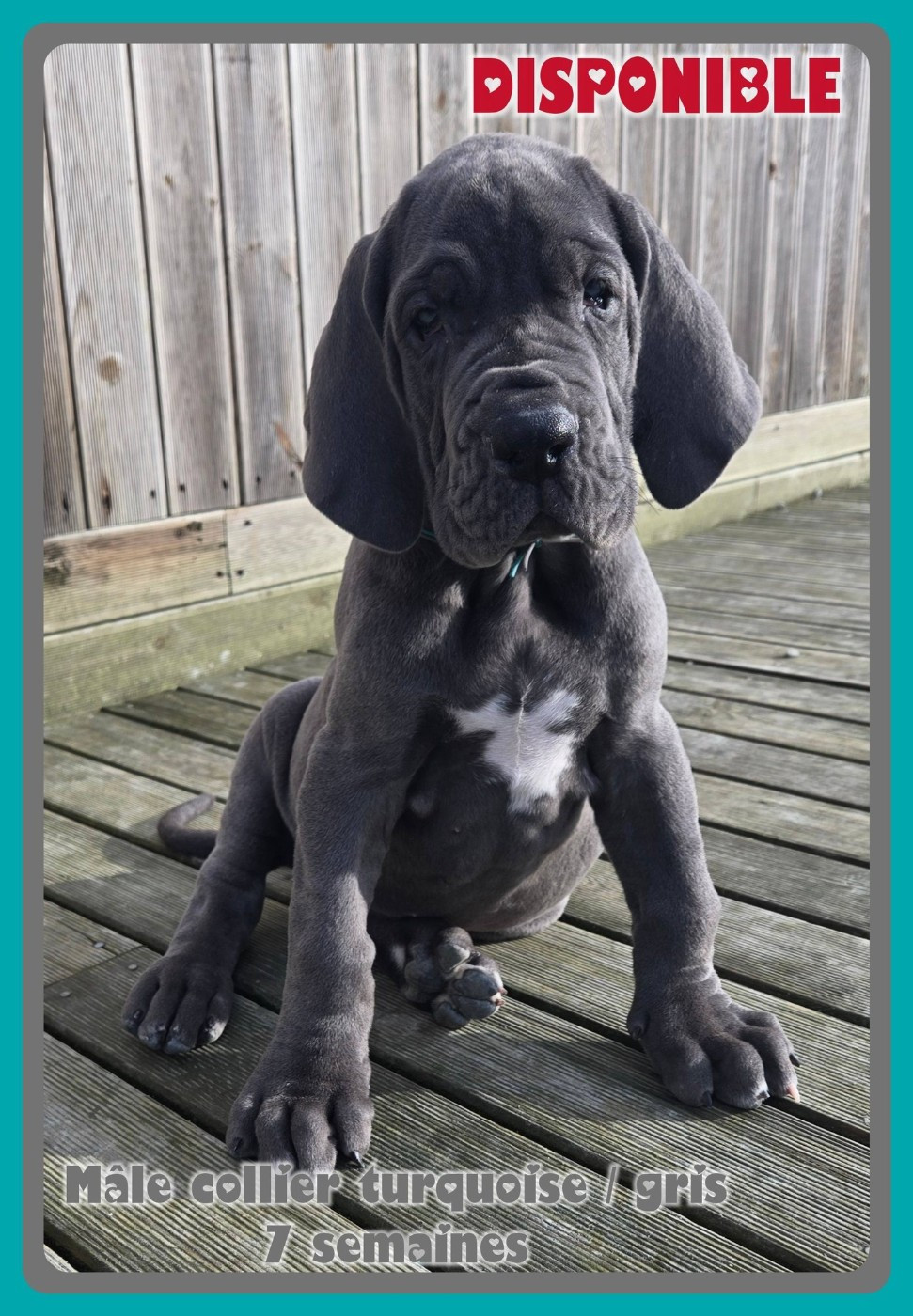 de la Lande des Géants Bleus - Chiots disponibles - Dogue allemand
