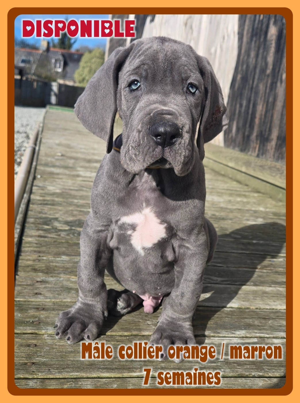 de la Lande des Géants Bleus - Chiots disponibles - Dogue allemand