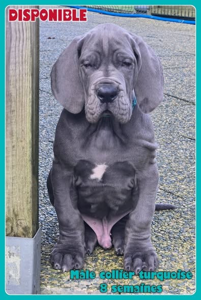 de la Lande des Géants Bleus - Chiots disponibles - Dogue allemand