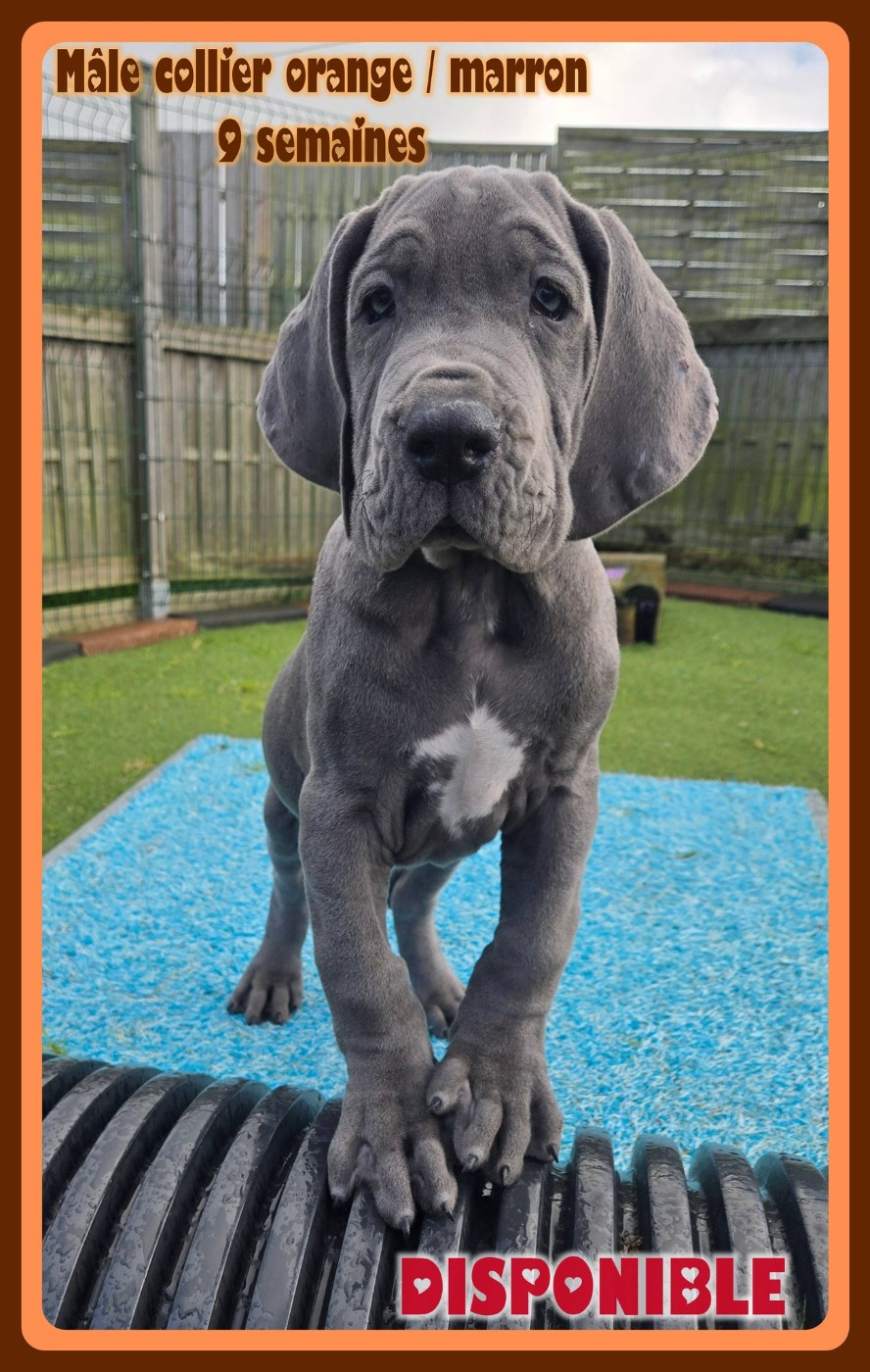 de la Lande des Géants Bleus - Dogue allemand - Portée née le 27/11/2025