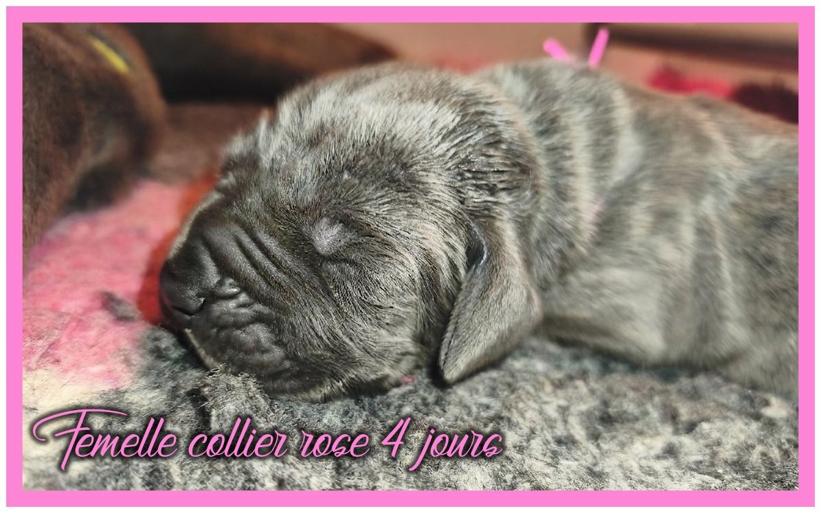 de la Lande des Géants Bleus - Chiots disponibles - Dogue allemand